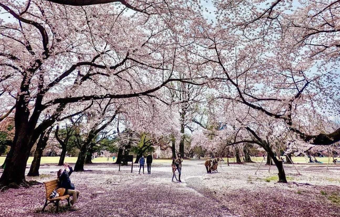 One-Day Tour of Tokyo's Top 5 Cherry Blossom Viewing Spots [Cherry ...